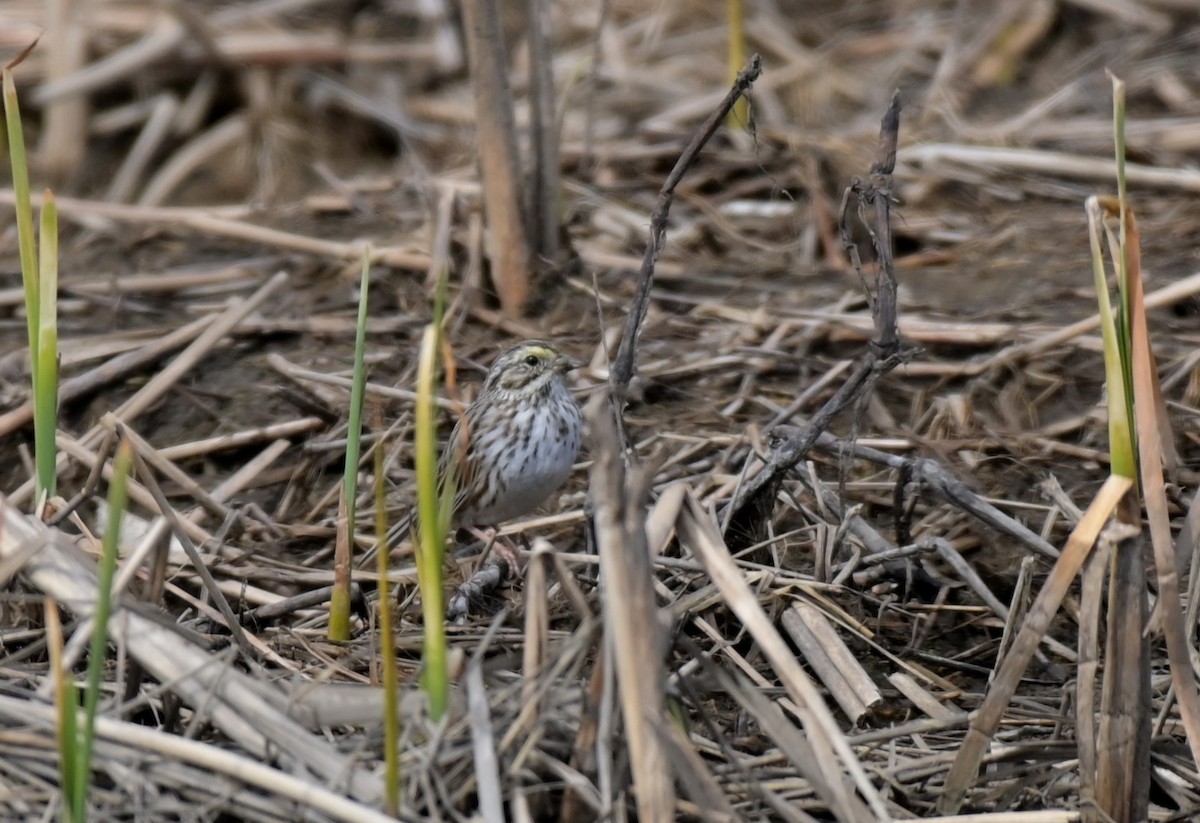 Savannah Sparrow - ML616612283