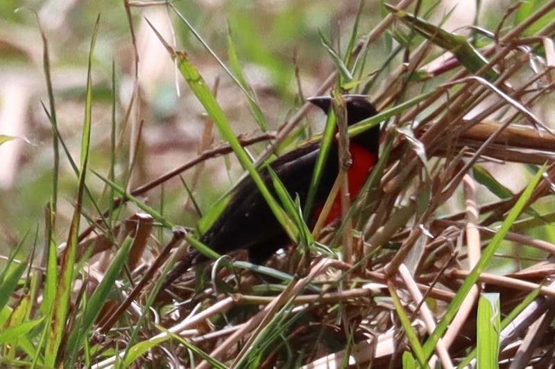 Red-breasted Meadowlark - Subodh Ghonge