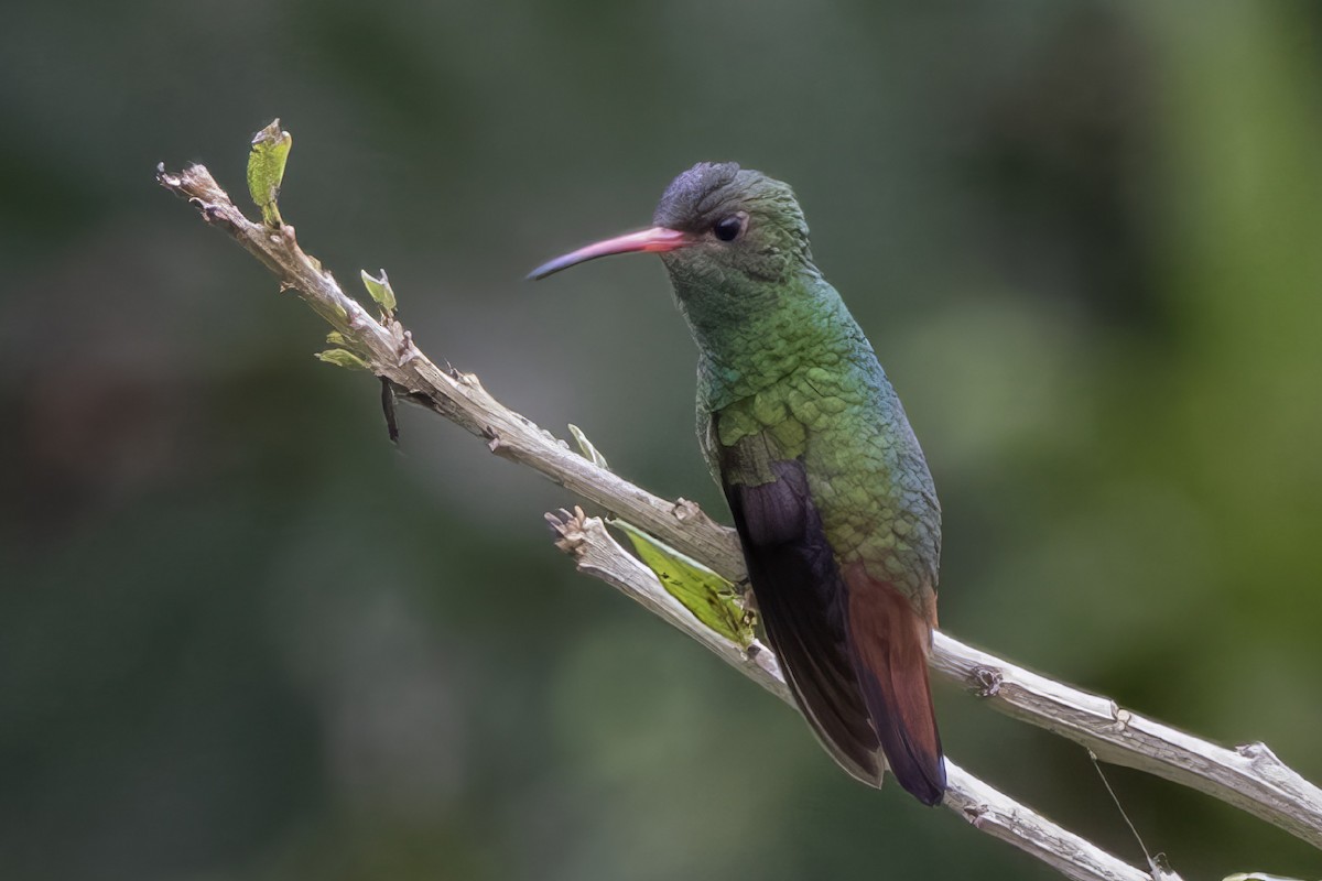 Rufous-tailed Hummingbird - Loni Ye