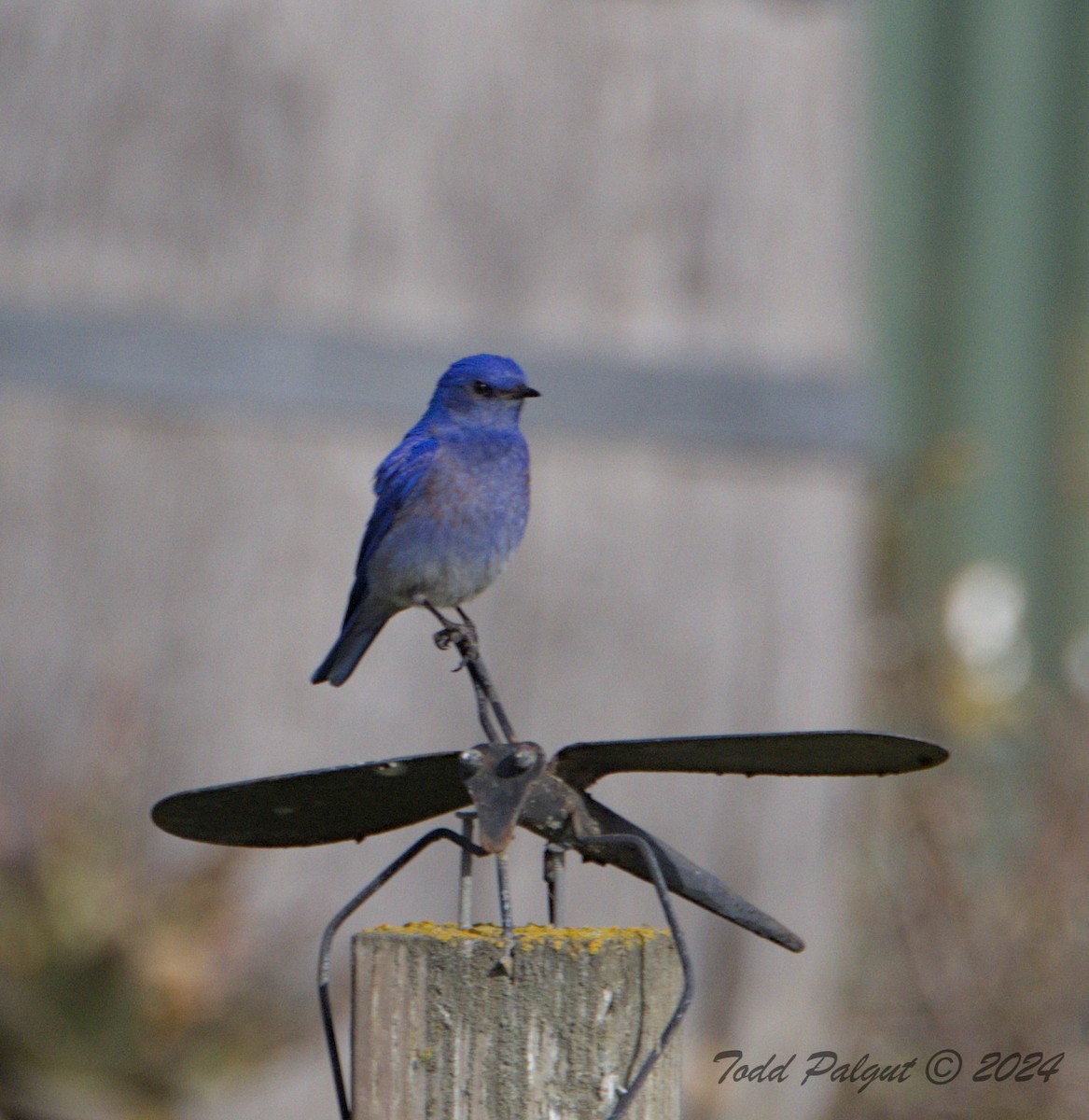 Western Bluebird - t palgut