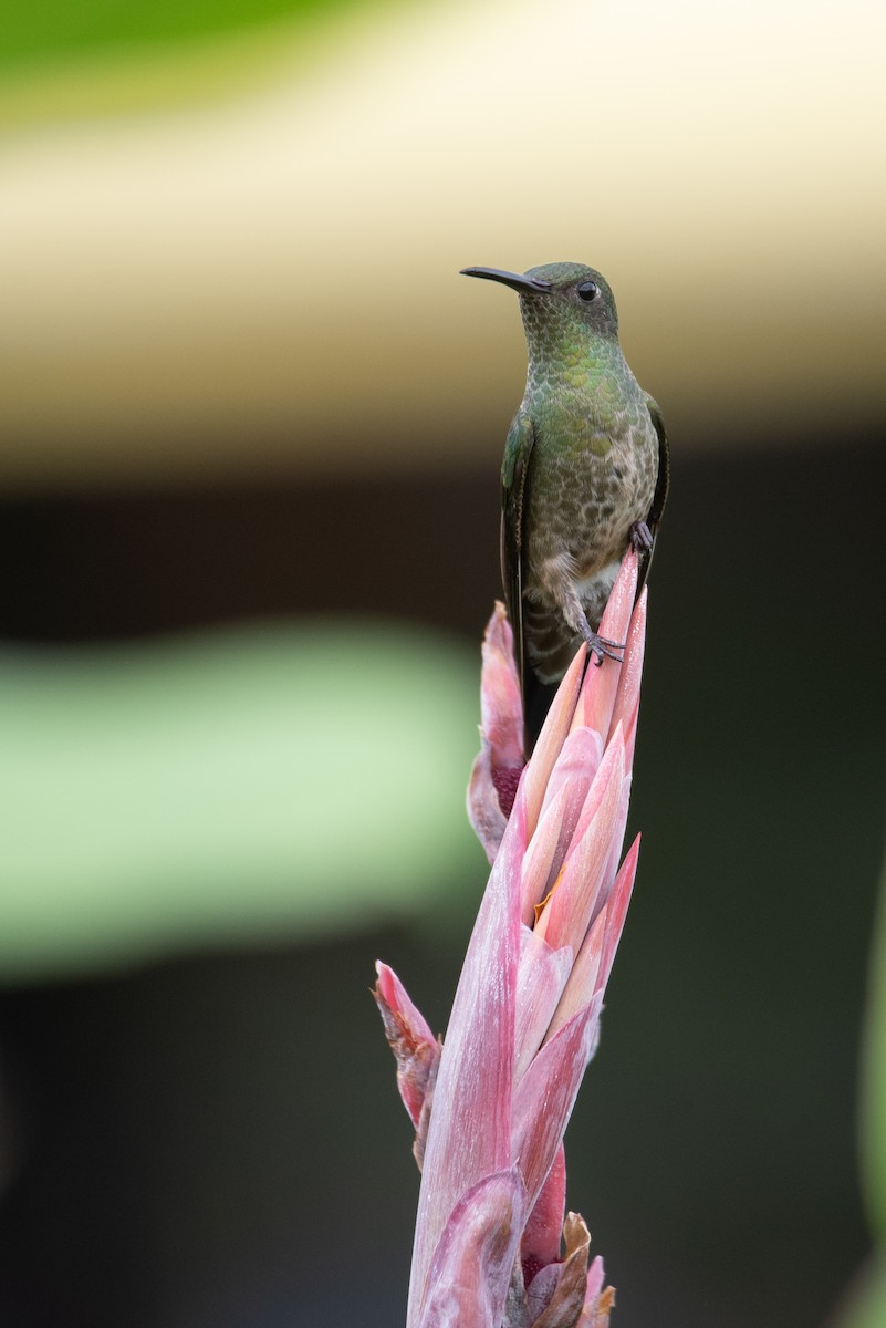 kolibřík skvrnitoprsý - ML616612329