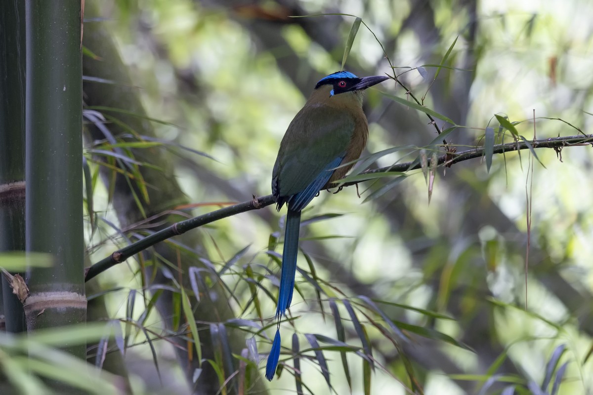 Andean Motmot - ML616612343