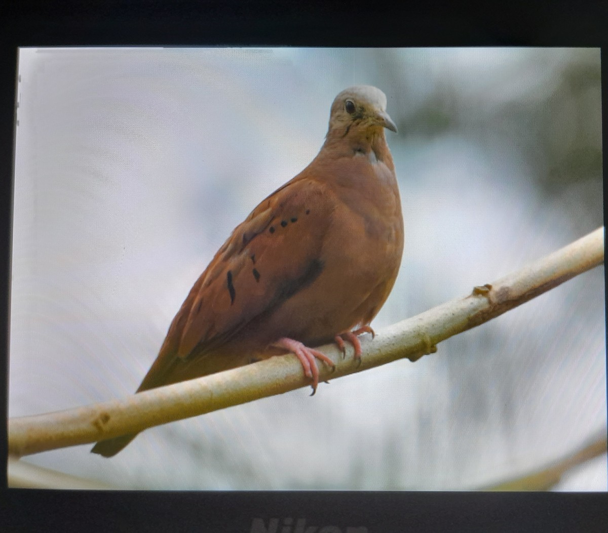 Ruddy Ground Dove - ML616612349