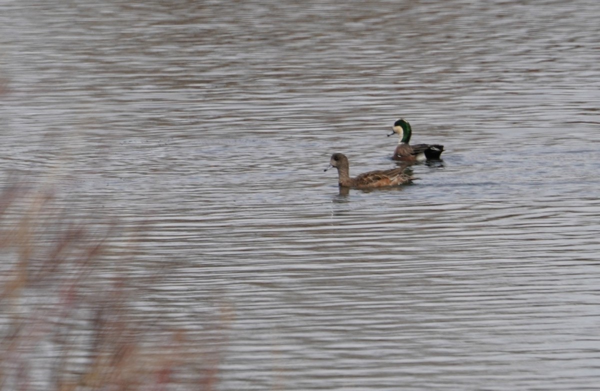 American Wigeon - ML616612358