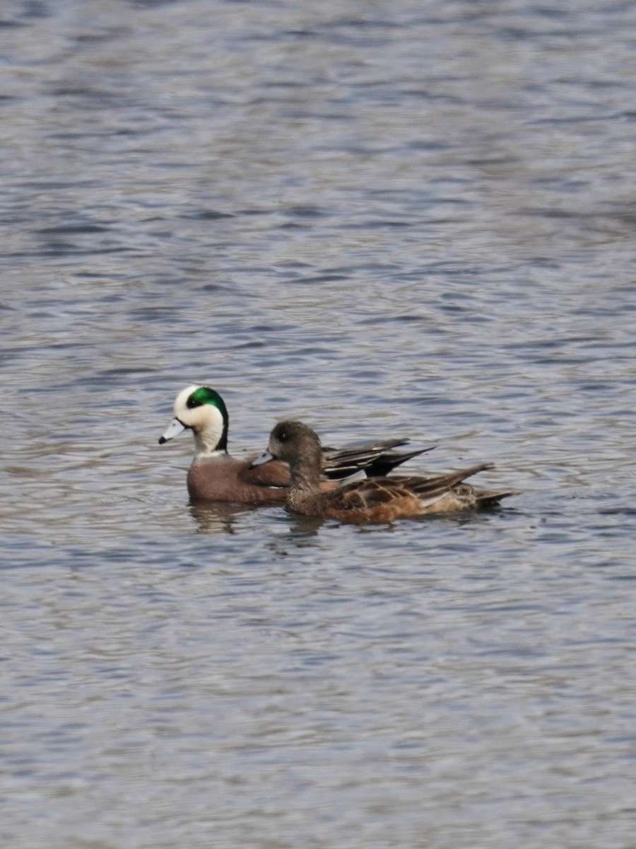 American Wigeon - ML616612361