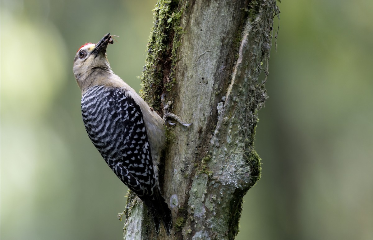 Red-crowned Woodpecker - ML616612366