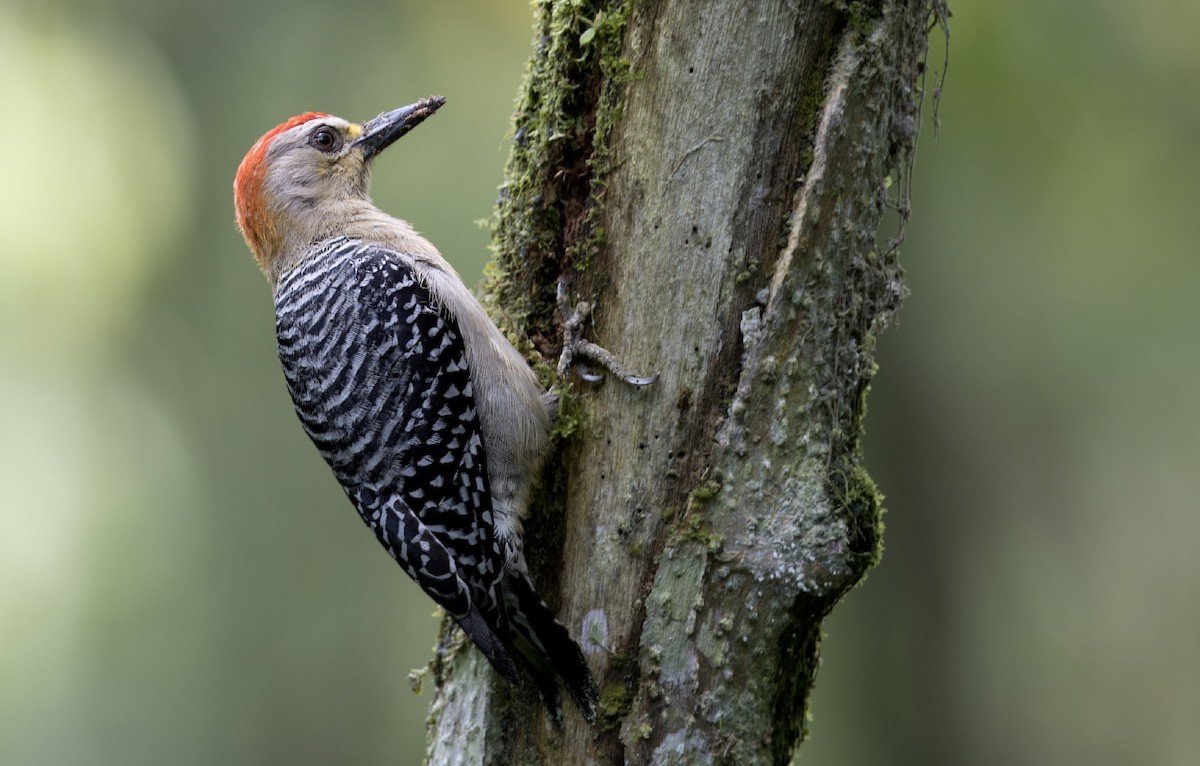 Red-crowned Woodpecker - ML616612367