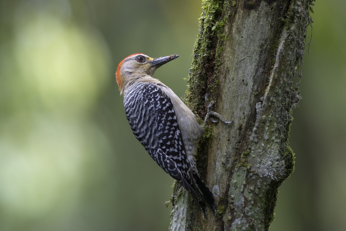 Red-crowned Woodpecker - ML616612369