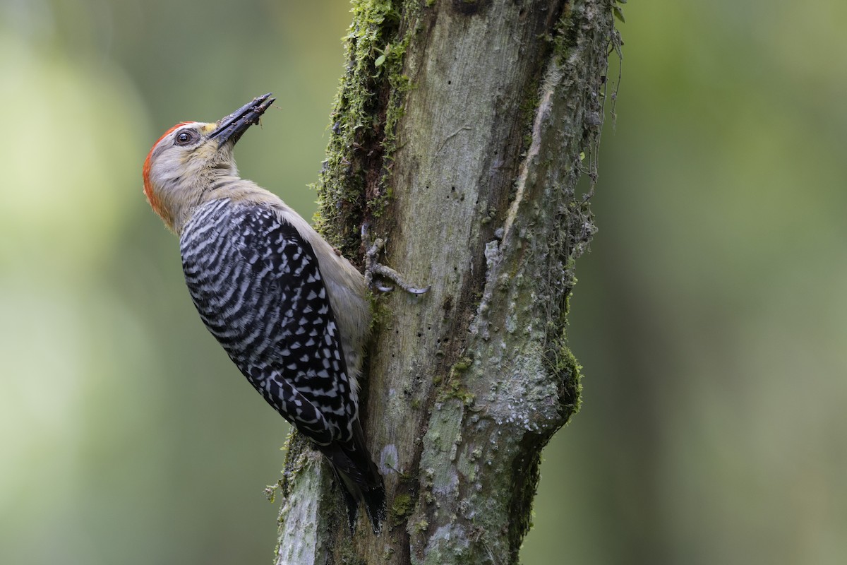 Red-crowned Woodpecker - Loni Ye