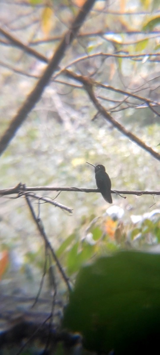 Talamanca Hummingbird - ML616612389