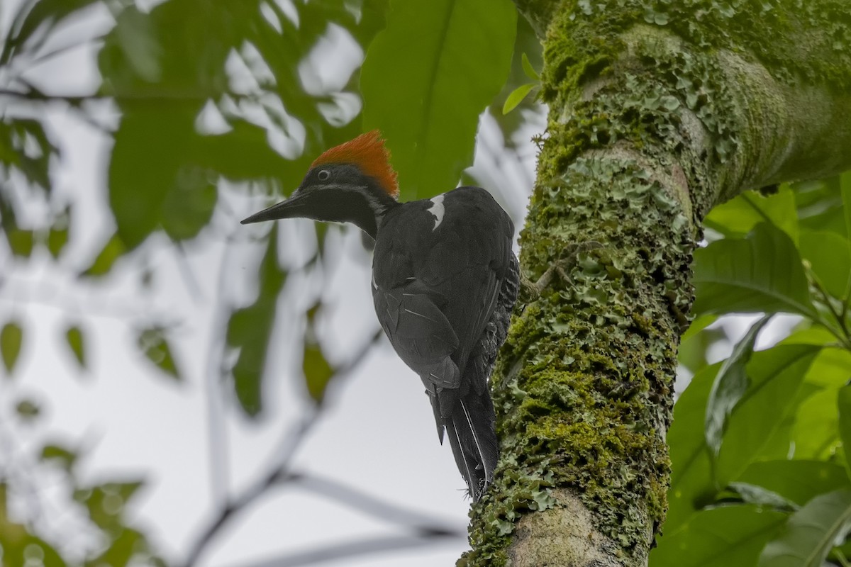 Lineated Woodpecker - ML616612394