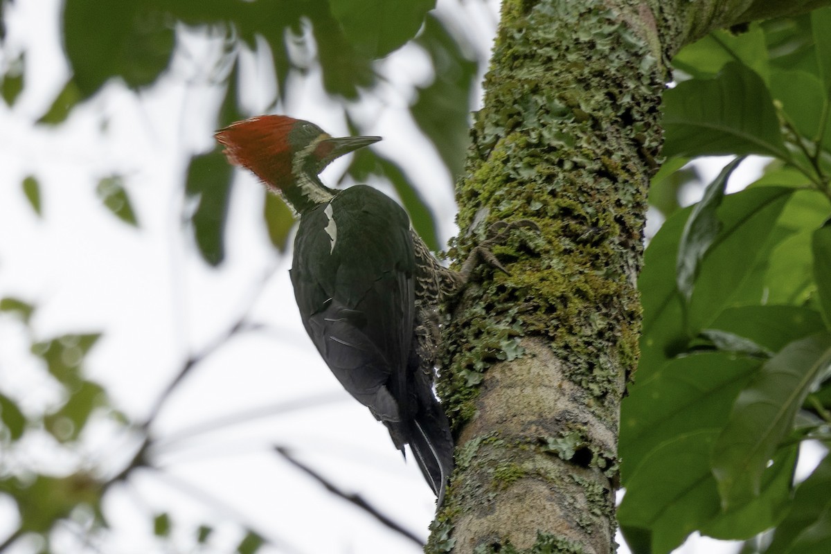 Lineated Woodpecker - ML616612396