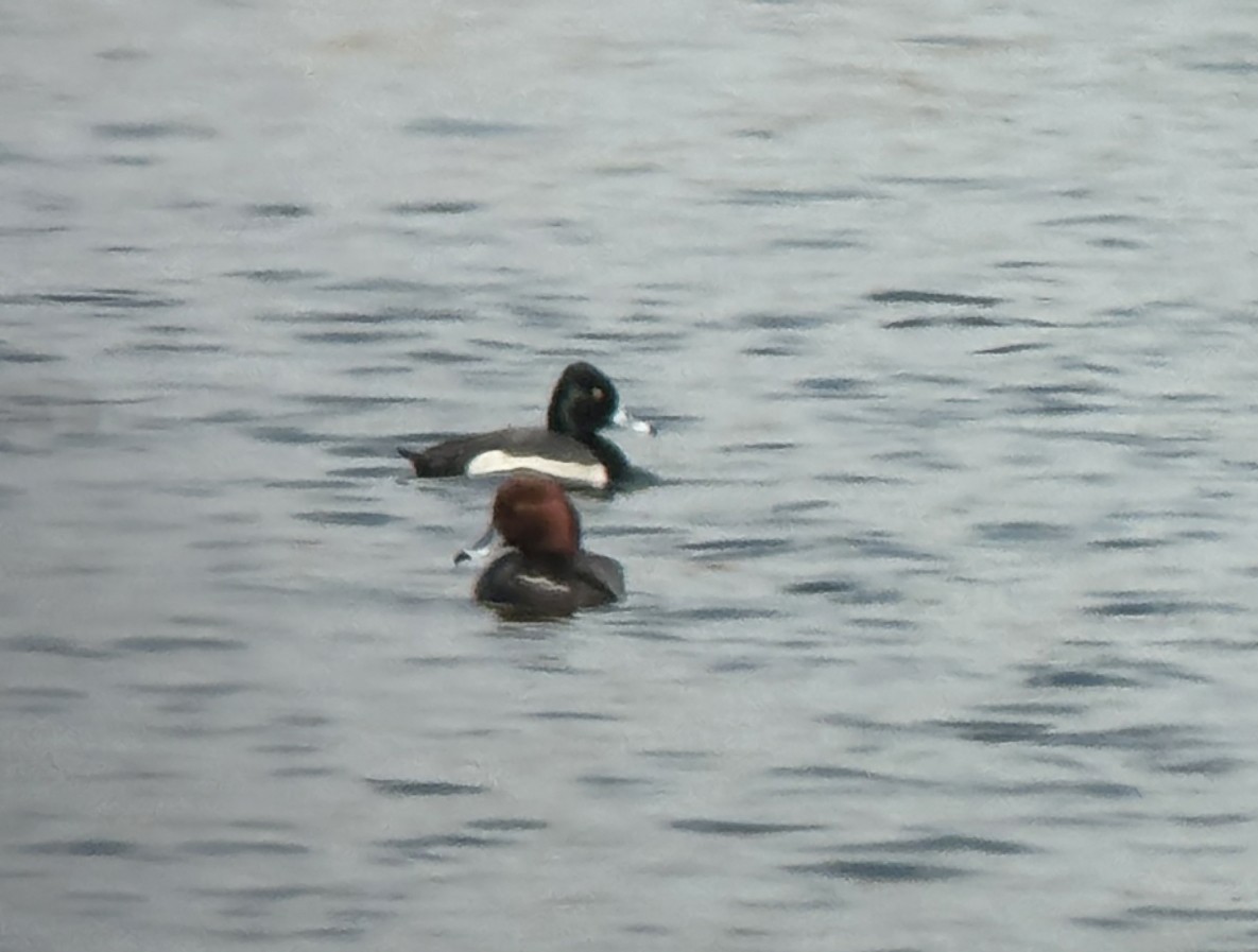 Ring-necked Duck x Lesser Scaup (hybrid) - ML616612399