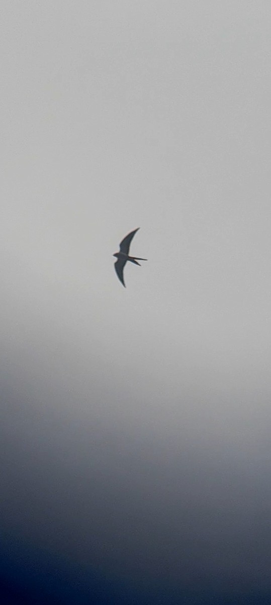 Swallow-tailed Kite - ML616612440