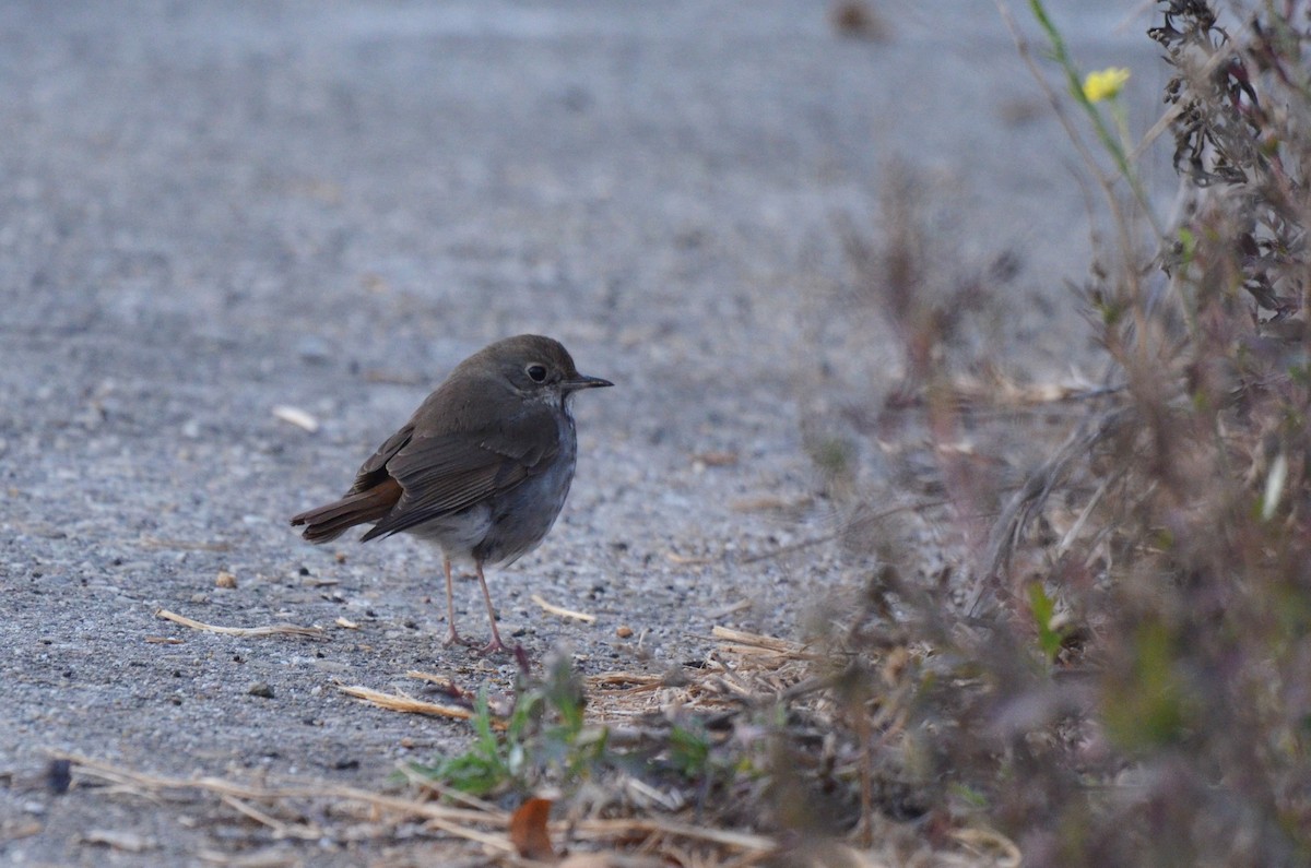 Hermit Thrush - ML616612447