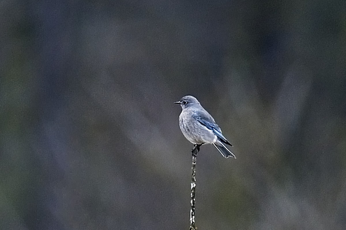 Mountain Bluebird - ML616612448