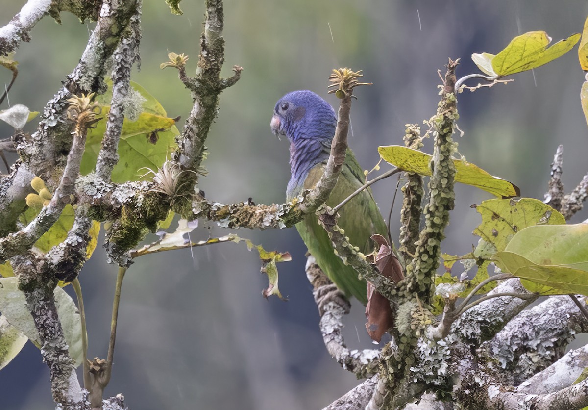 Pione à tête bleue - ML616612450