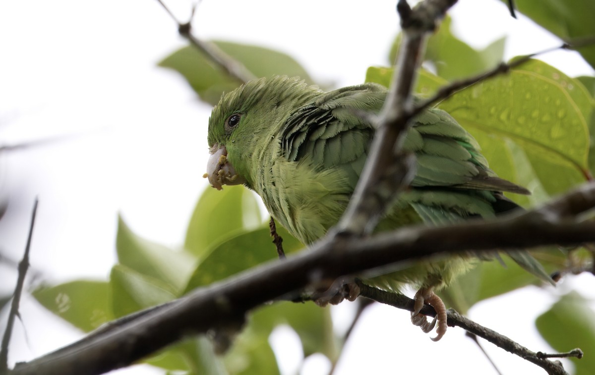 Spectacled Parrotlet - ML616612474
