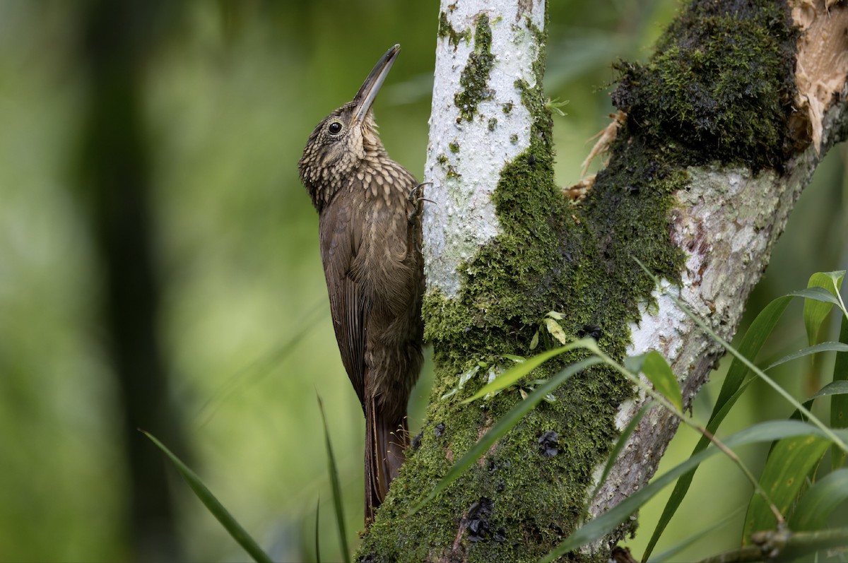 Cocoa Woodcreeper - Loni Ye