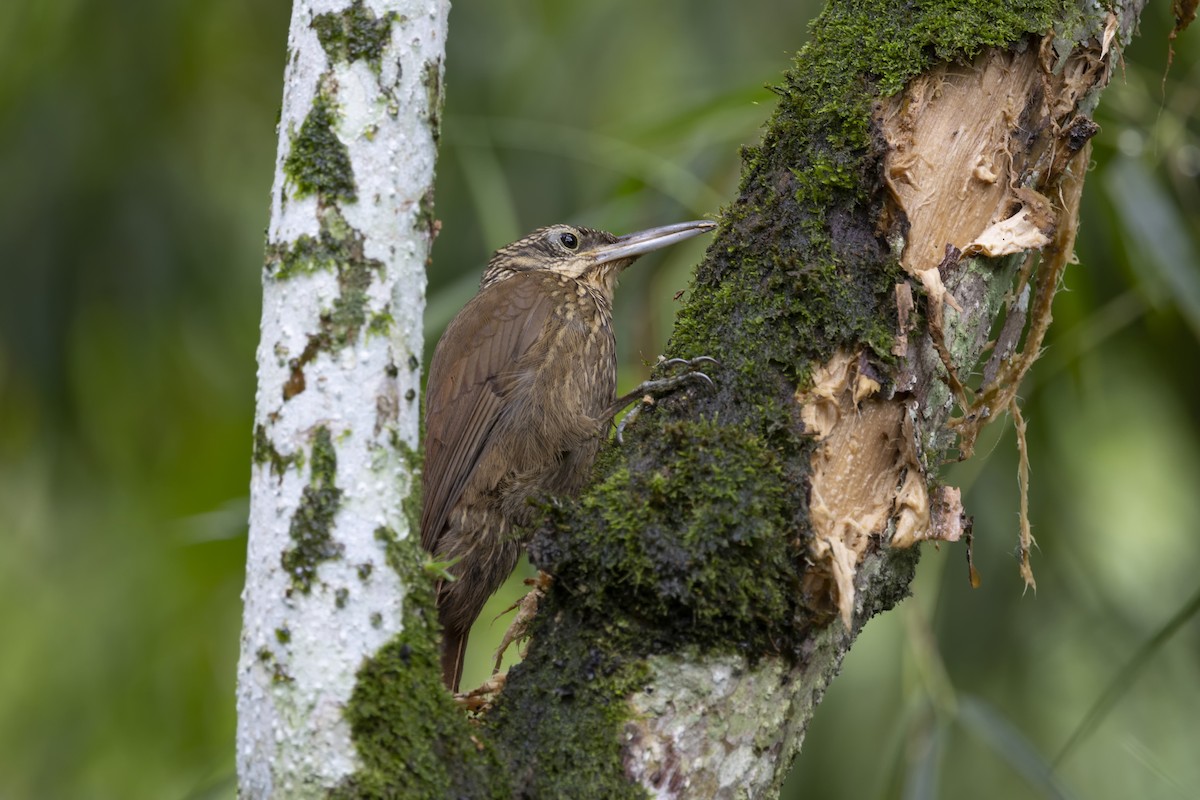 Cocoa Woodcreeper - Loni Ye