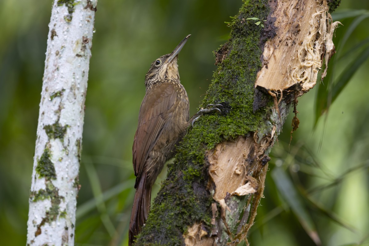 Cocoa Woodcreeper - Loni Ye