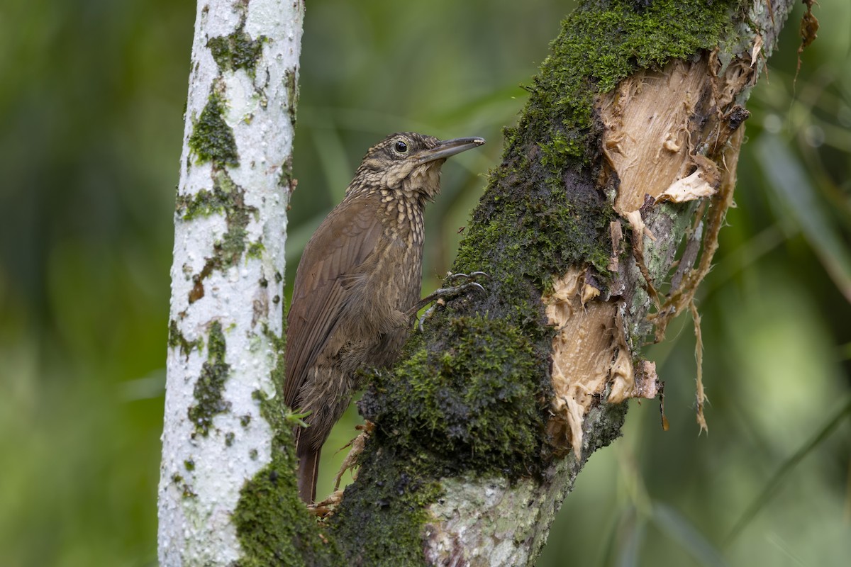 Cocoa Woodcreeper - ML616612513