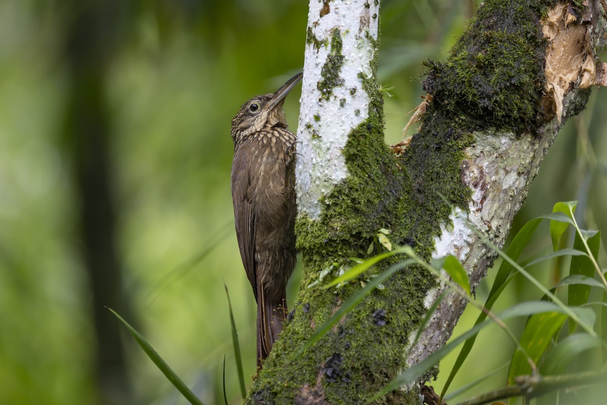 Cocoa Woodcreeper - Loni Ye