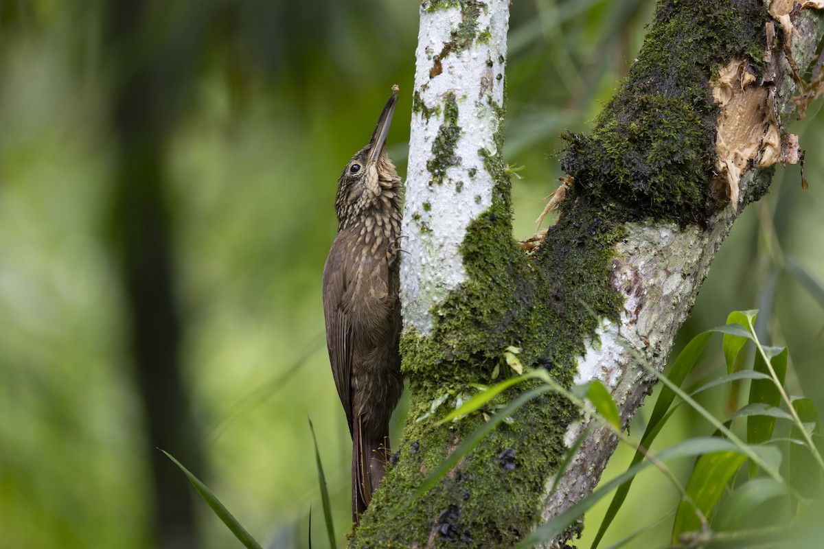 Cocoa Woodcreeper - Loni Ye