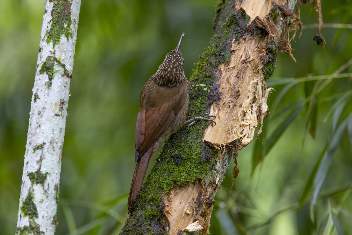 Cocoa Woodcreeper - Loni Ye