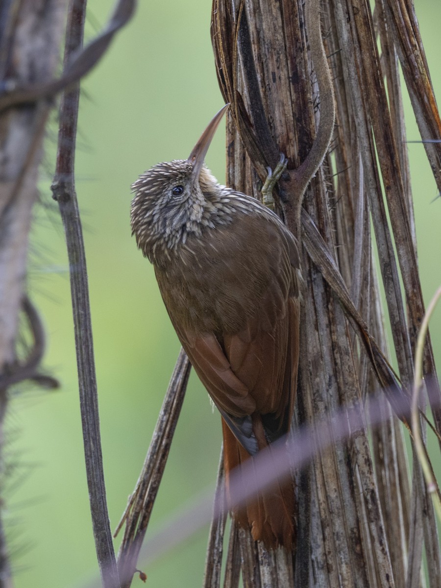 Streak-headed Woodcreeper - ML616612545