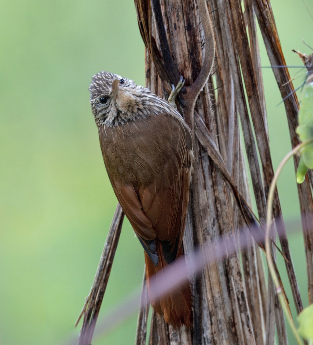 Streak-headed Woodcreeper - Loni Ye