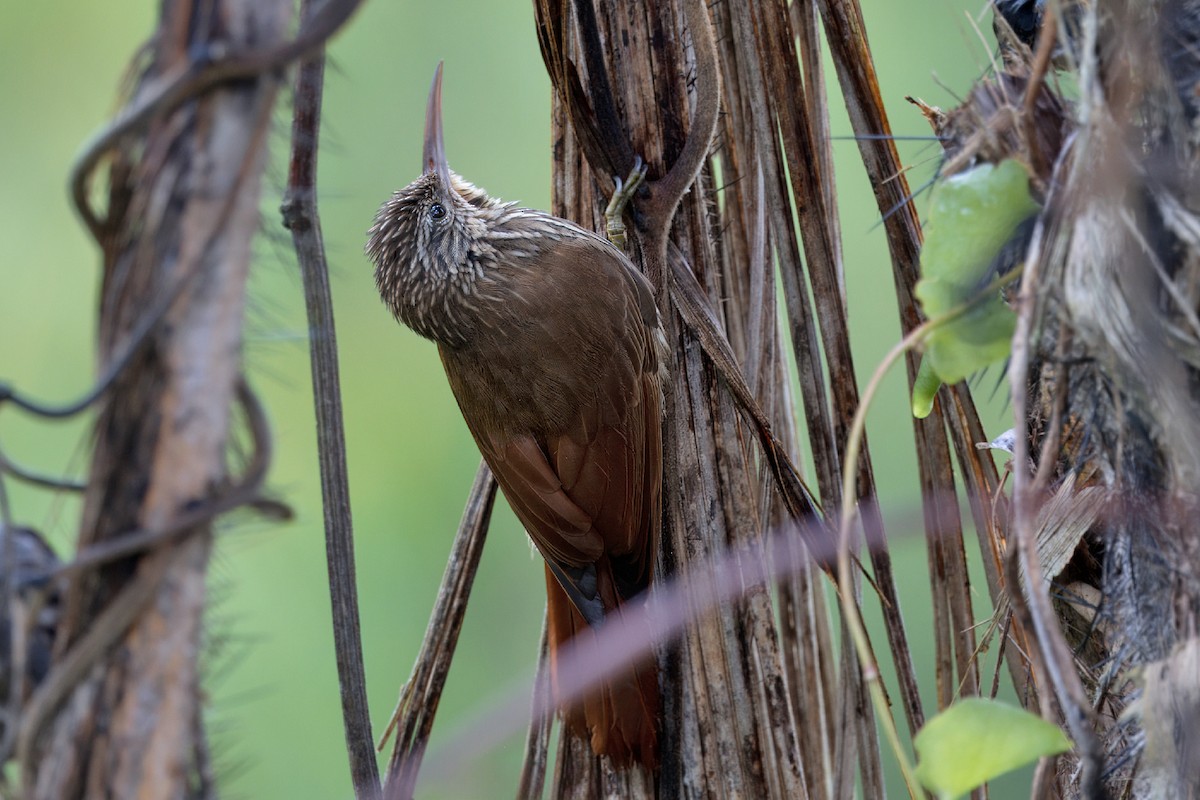 Streak-headed Woodcreeper - ML616612548