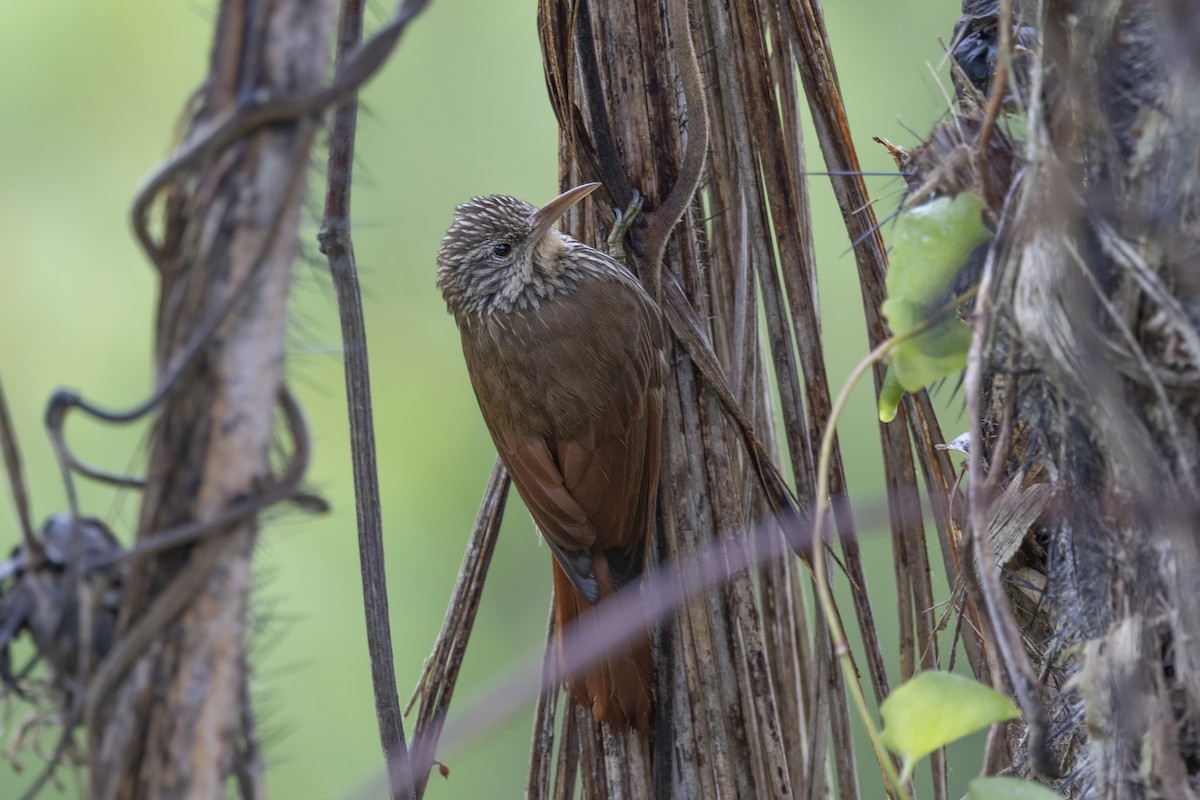 Streak-headed Woodcreeper - ML616612549