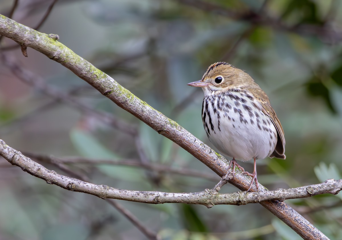 Ovenbird - ML616612552