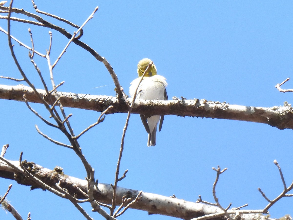 Yellow-throated Vireo - ML616612588