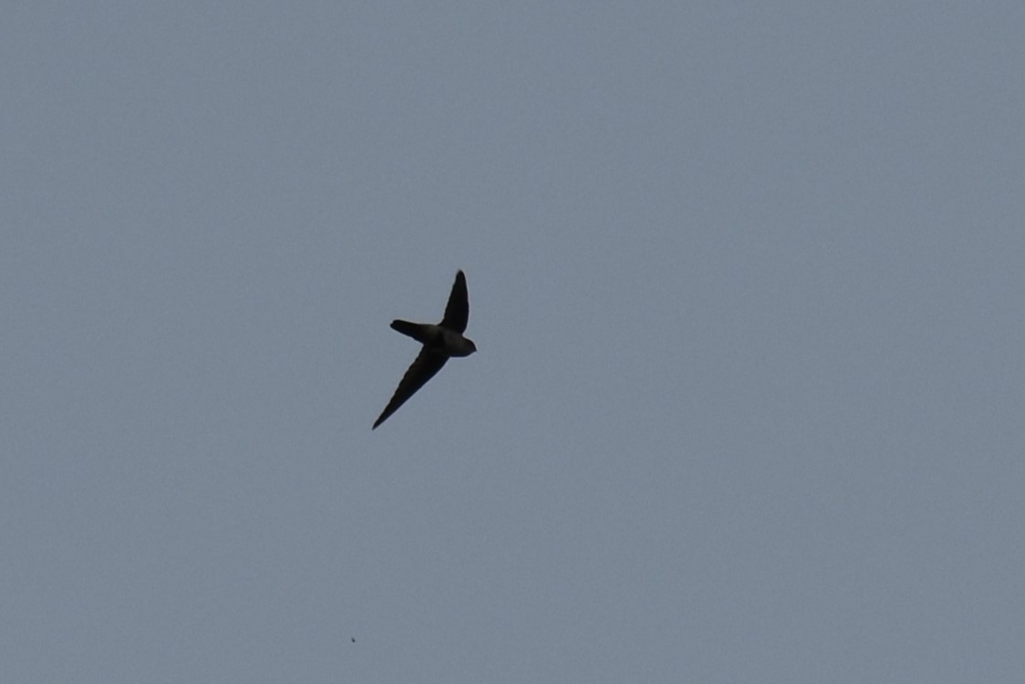 Australian Swiftlet - Stephen Haase