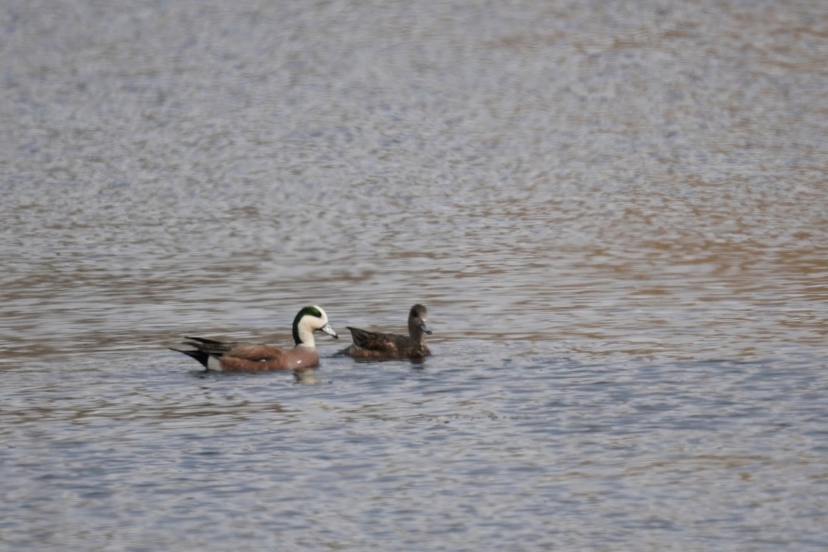 Canard d'Amérique - ML616612602