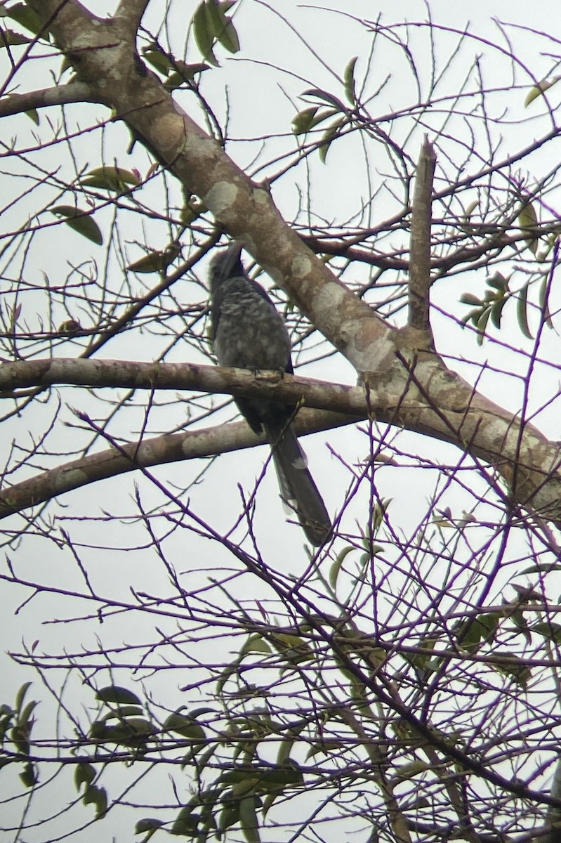 Western Long-tailed Hornbill - ML616612604