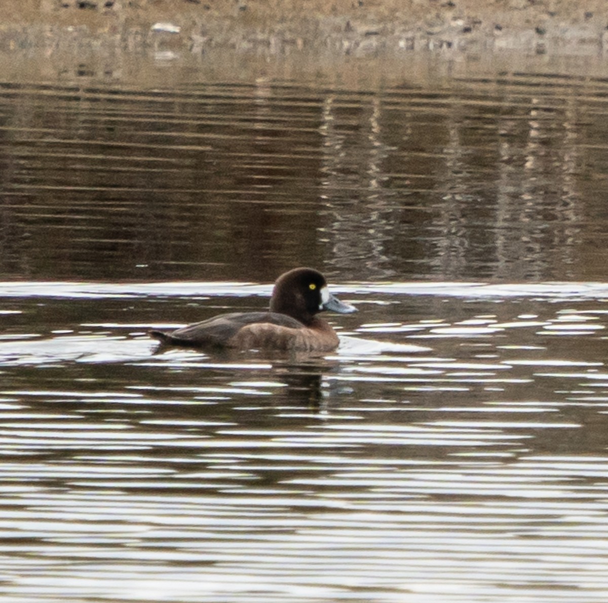 Greater Scaup - ML616612616