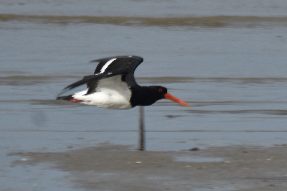 Pied Oystercatcher - ML616612625