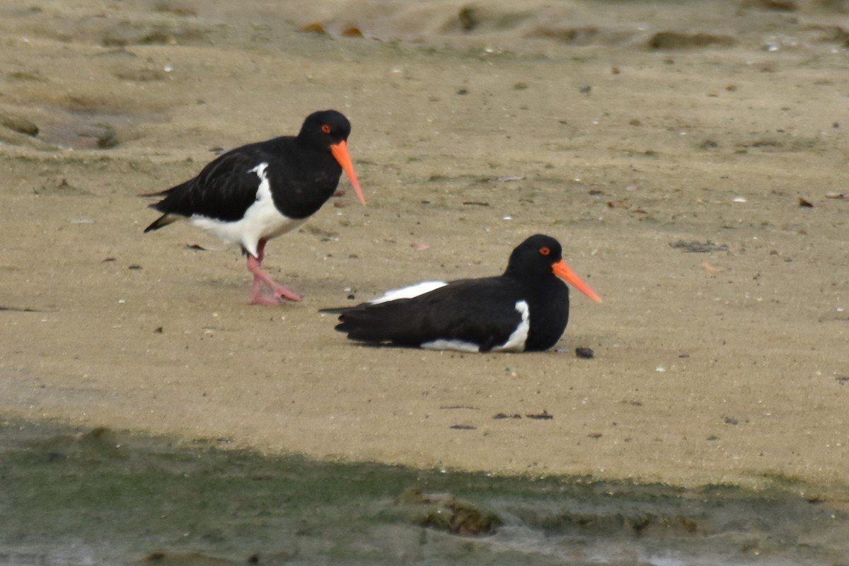 Pied Oystercatcher - ML616612626