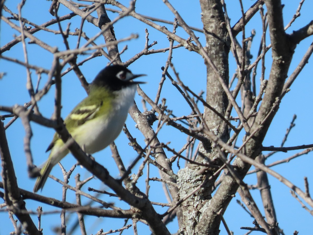 Black-capped Vireo - ML616612628