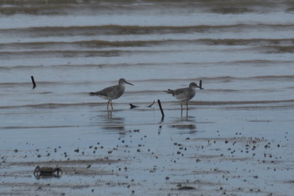 Gray-tailed Tattler - ML616612661