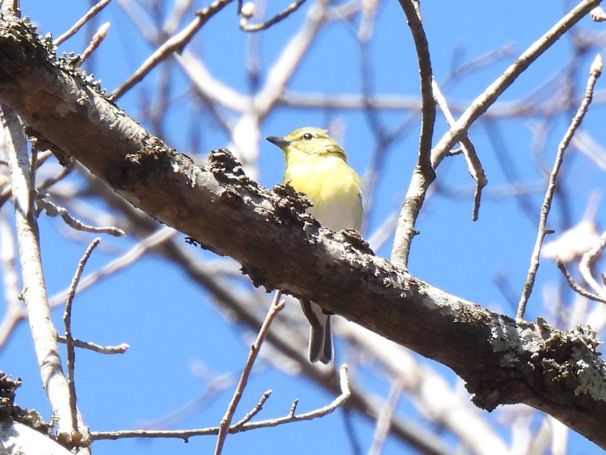 Yellow-throated Vireo - ML616612664