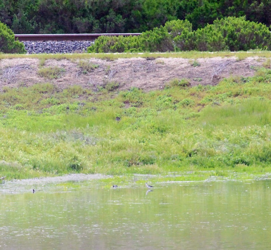 Black-necked Stilt - ML616612695