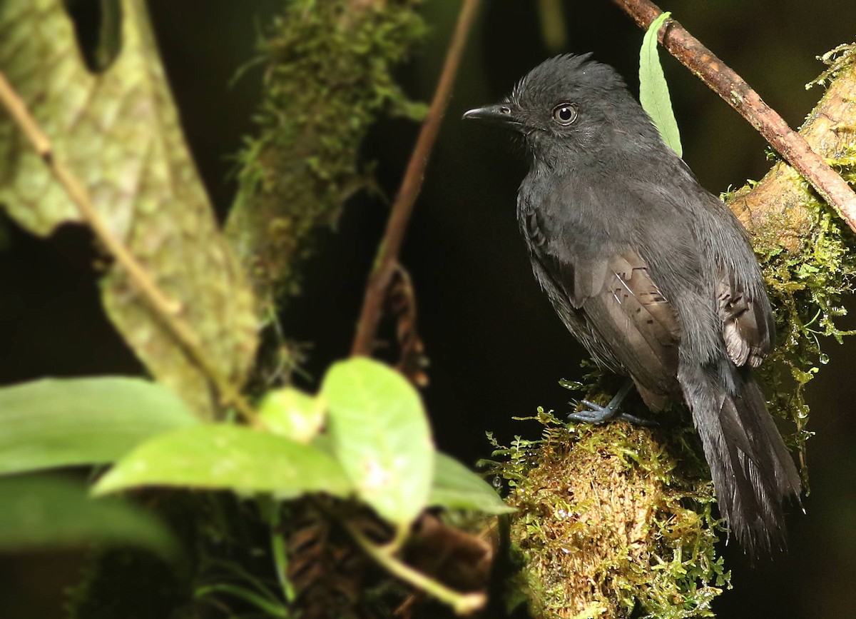 Uniform Antshrike - Julian Zuleta (Organización Ambiental Vida silvestre)