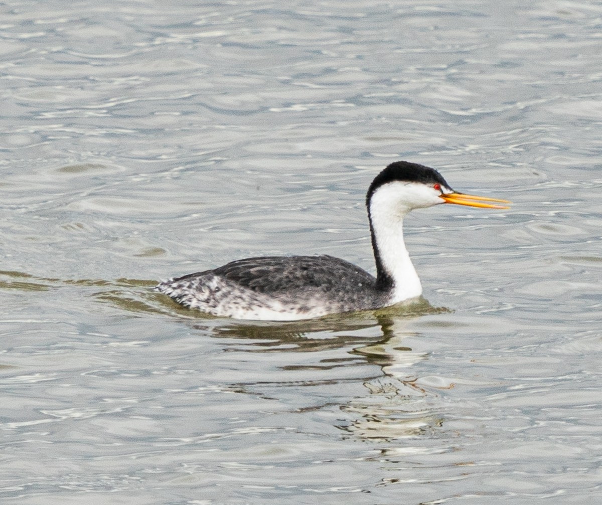 Clark's Grebe - ML616612708