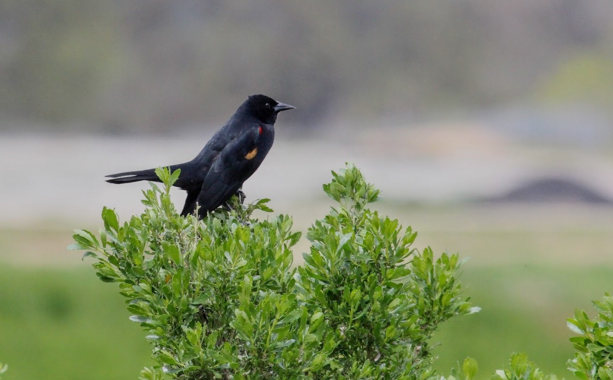 Red-winged Blackbird - ML616612712