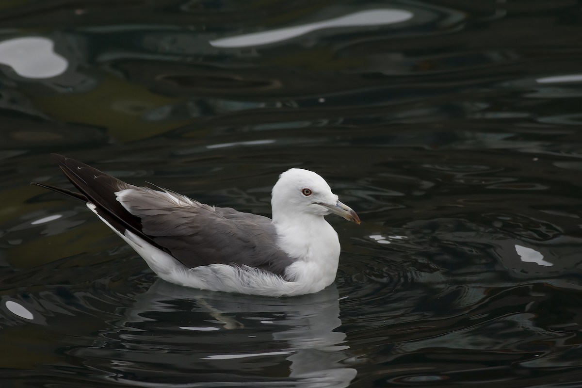 Black-tailed Gull - ML616612756