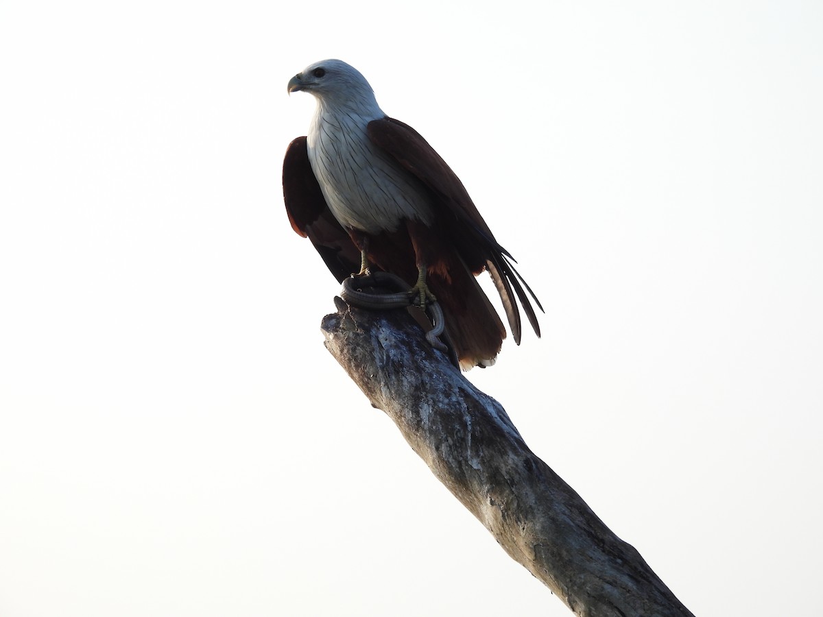 Brahminy Kite - ML616612790